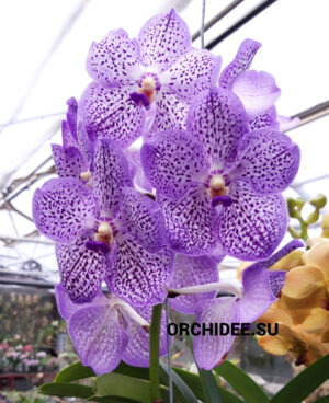 Vanda Special Mauve Spot 755