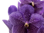 Vanda Sumathi Grape Blue
