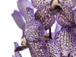 Vanda Sunanda Lilac Starlight