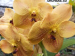 Vanda Yellow Spot 898