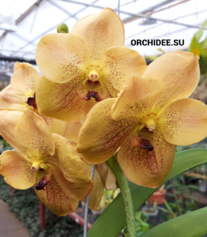 Vanda Yellow Spot 898