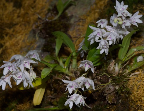 Dendrobium anamalyanum