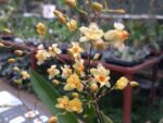 Oncidium Twinkle Pearl