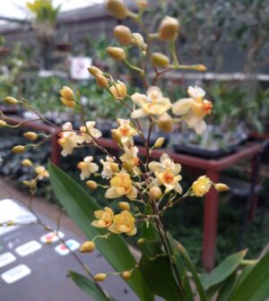 Oncidium Twinkle Pearl