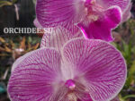 Phalaenopsis PH 020 Big Lip