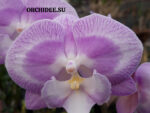 Phalaenopsis PH 033 Prince Ivanhoe Big Lip