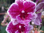 Phalaenopsis PH 118 Big Lip