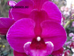 Phalaenopsis PH 130 Tying Shin Black Bear Big Lip