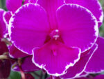 Phalaenopsis PH 336 Big Lip