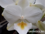 Phalaenopsis PH 148 White Rabbit Big Lip