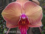 Phalaenopsis PH 163 Golden Leopard