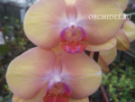 Phalaenopsis PH 166 Miki Peach