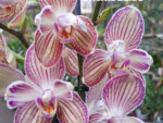 Phalaenopsis PP 008 Torino Peloric Butterfly