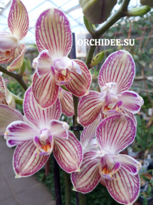 Phalaenopsis PP 008 Torino Peloric Butterfly