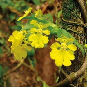 Psygmorchis cristagalli (Oncidium)