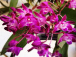 Dendrobium kingianum