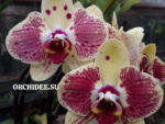 Phalaenopsis PH 042 Exotic Punch