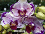 Phalaenopsis PH 048 Sogo Kitty 'Kitty Face'