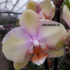 Phalaenopsis PH 050 Peaches