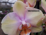 Phalaenopsis PH 050 Peaches