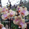 ph0501