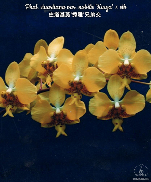 Phalaenopsis stuartiana var.nobilis 'Xiuya'