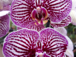 Phalaenopsis PH 178 Вlack Stripes