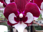 Phalaenopsis PH 180 Younghome Melody x Younghome Princess Big Lip