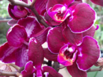 Phalaenopsis PHM 183