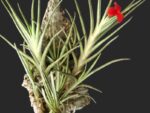 Tillandsia albertiana