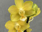 Phalaenopsis PH 193 Secret Scent
