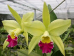 Brassolaeliocattleya Greenwich Elmhurst AM/AOS