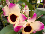 Dendrobium Sunny Eyes