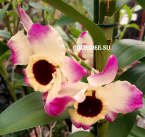 Dendrobium Sunny Eyes