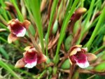 Maxillaria atrosanguinea