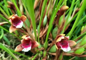 Maxillaria atrosanguinea