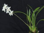 Odontoglossum pulchellum
