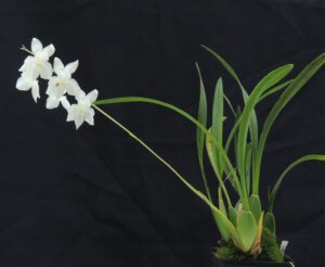 Odontoglossum pulchellum