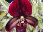 Paphiopedilum Maudi Vinicolor