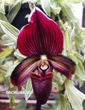 Paphiopedilum Maudi Vinicolor