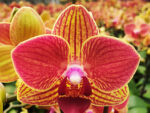 Phalaenopsis Fangmei Sweet '54'