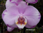 Phalaenopsis PH 060 Le Vante