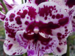 Phalaenopsis PH 063 Speechless Elegance Big Lip