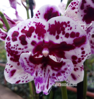 Phalaenopsis PH 063 Speechless Elegance Big Lip