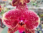 Phalaenopsis PH 071 Asian Dragon