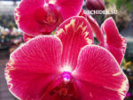 Phalaenopsis PH 073