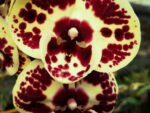 Phalaenopsis PH 085 Big Lip