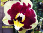 Phalaenopsis PH 098 Yellow Cow