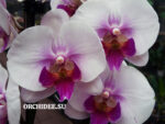 Phalaenopsis PH 112 Big Lip