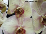 Phalaenopsis PH 117